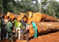 Exportations de bois : la Douane camerounaise renforce son dispositif de contrôle