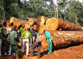 Exportations de bois : la Douane camerounaise renforce son dispositif de contrôle