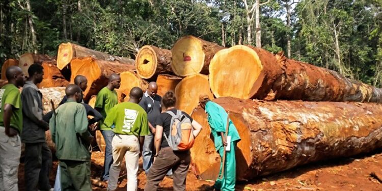Exportations de bois : la Douane camerounaise renforce son dispositif de contrôle