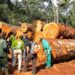 Exportations de bois : la Douane camerounaise renforce son dispositif de contrôle